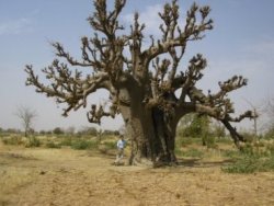 baobab