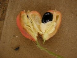 fruit finsan